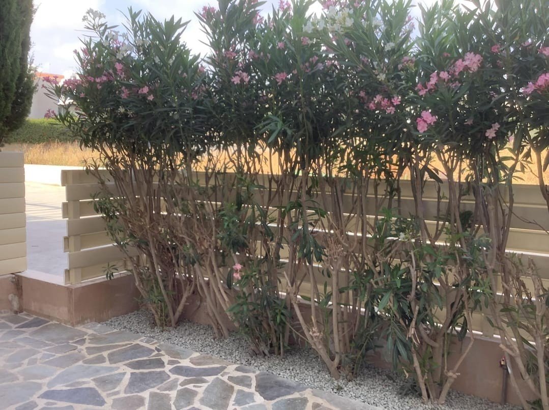Garden flat near beach in King Resort