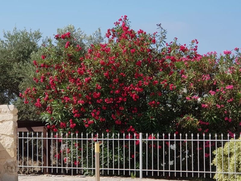 Villa mit Meer- & Bergblick in Paphos